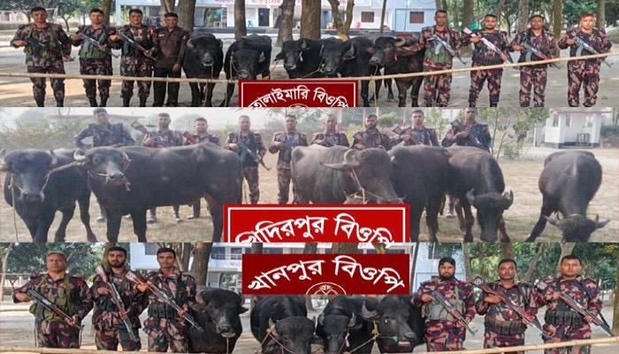 রাজশাহীর পদ্মা চরে ৪৬ লাখ টাকার ভারতীয় মহিষ জব্দ: বিজিবি’র বড় অভিযান
