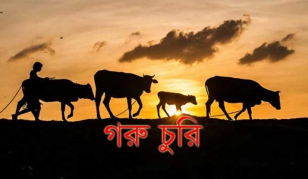 কেন্দুয়ায় সান্দিকোণা ইউনিয়নের ফেনারগাতীর গোয়ালঘর থেকে গরু চুরি