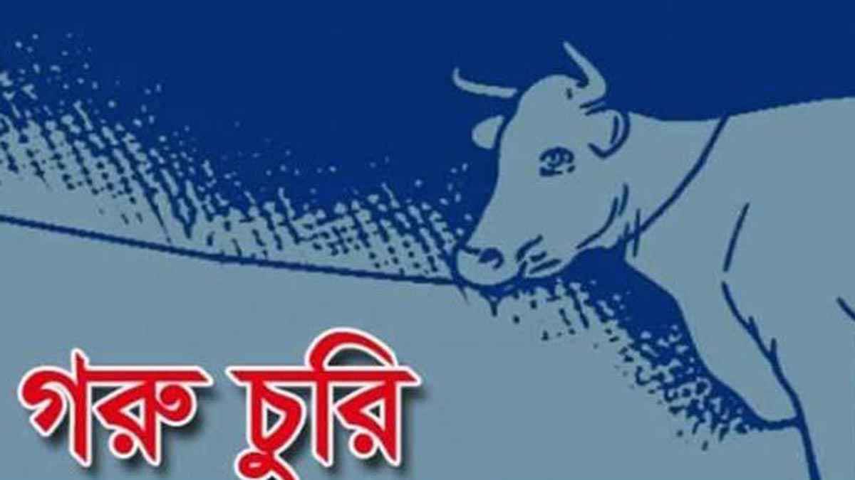 কেন্দুয়ার বলাইশিমুল গ্রামে ৩টি গরু চুরি