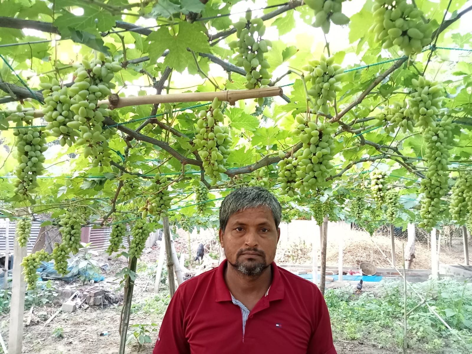 বাড়ির আঙিনা থেকে বাণিজ্যিক আঙ্গুর চাষে সফল নুরুজ্জামান, এখন ১ বিঘা জমিতে স্বপ্নের বিস্তার
