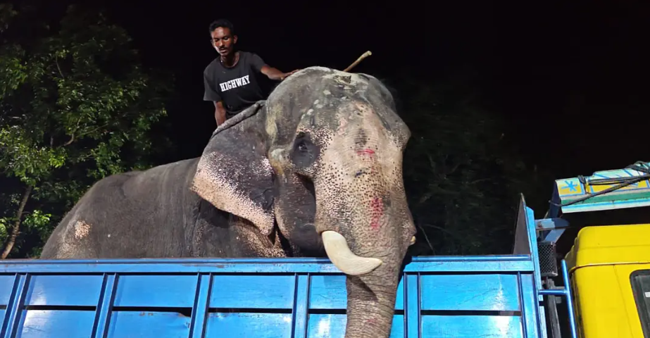 প্রধানমন্ত্রীর নির্দেশে জাতীয় চিড়িয়াখানায় গেল অসুস্থ হাতি ‘বাদশা বাহাদুর’