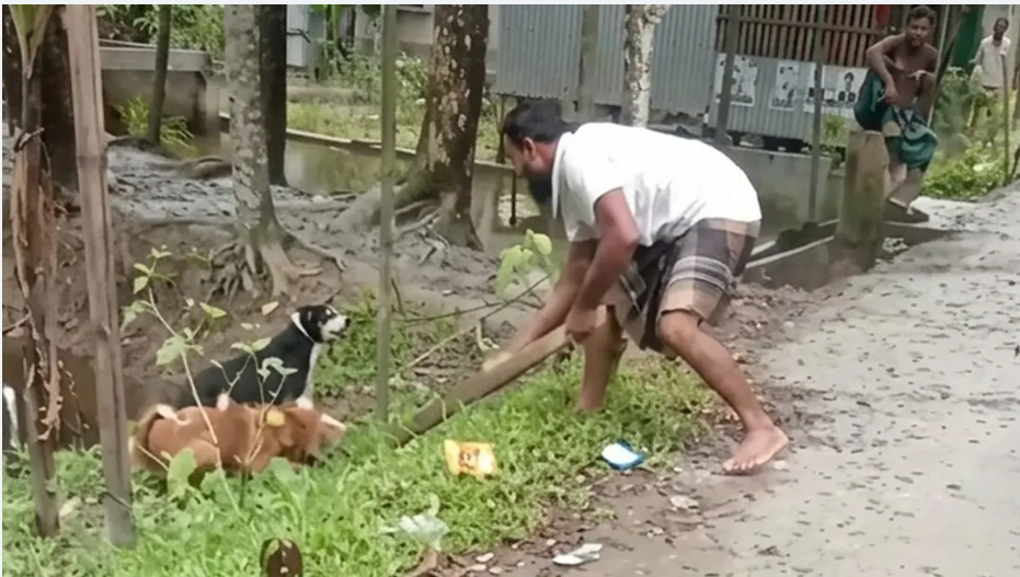 পটুয়াখালীতে কুকুর পিটিয়ে হত্যার ঘটনায় মামলা, আসামিদের বিরুদ্ধে পরোয়ানা